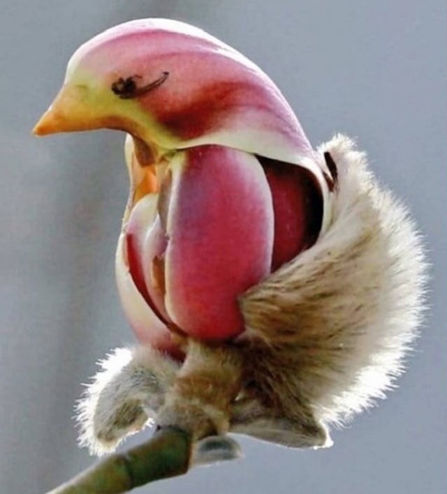 Photographs of odd and bizarre animals, plants, fruits and vegetables that are disguised as other things or have strange appearances, flower/plant shaped like a bird