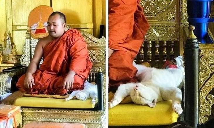 Divertidas Imágenes De Gatitos Para Alegrar Tu Día gato junto a monje tibetano
