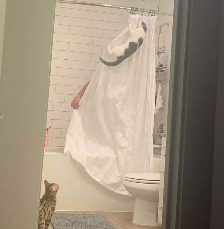 Divertidas Imágenes De Gatitos Para Alegrar Tu Día gato trepando la cortina de baño