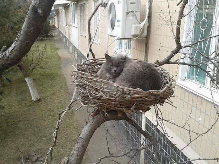 Divertidas Imágenes De Gatitos Para Alegrar Tu Día gato en nido de pájaro