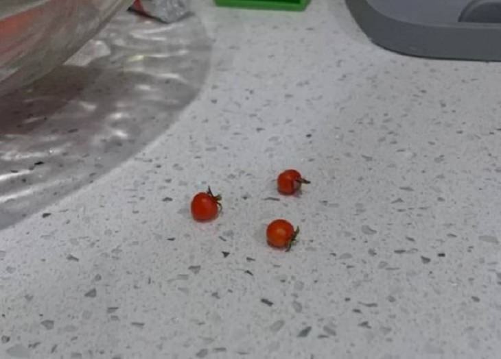 Photographs of odd and bizarre animals, plants, fruits and vegetables that are disguised as other things or have strange appearances, extremely tiny cherry tomatoes