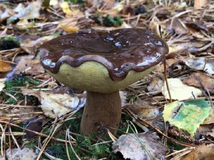 Photographs of odd and bizarre animals, plants, fruits and vegetables that are disguised as other things or have strange appearances, mushroom with top surface resembling chocolate sauce