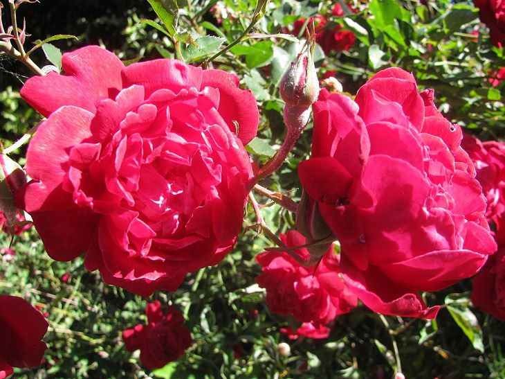 Las Flores Endémicas De Hawái Rosa Lokelani (Rosa chinensis)