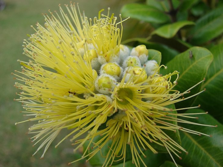 Las Flores Endémicas De Hawái Lehua amarilla (Metrosideros polymorpha)