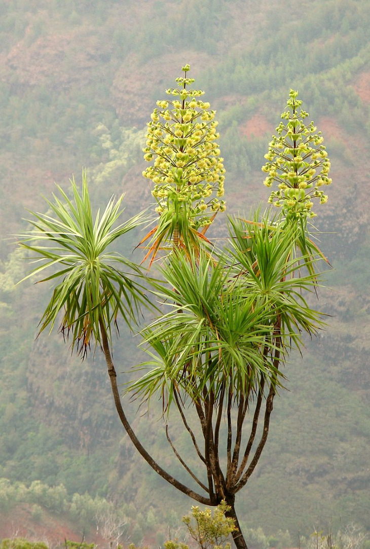 Las Flores Endémicas De Hawái Iliau hawaiano (Wilkesia gymnoxiphium)