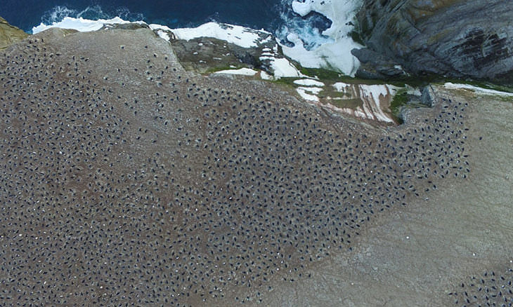 Científicos Descubren Una Enorme Colonia De Pingüinos Vista Desde lo Alto