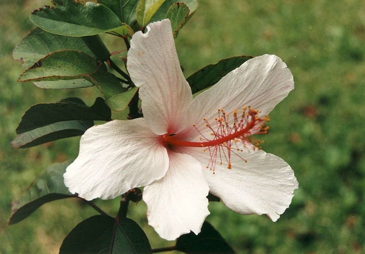 Las Flores Endémicas De Hawái Hibiscus arnottianus