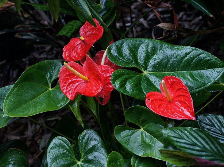Las Flores Endémicas De Hawái Anturio