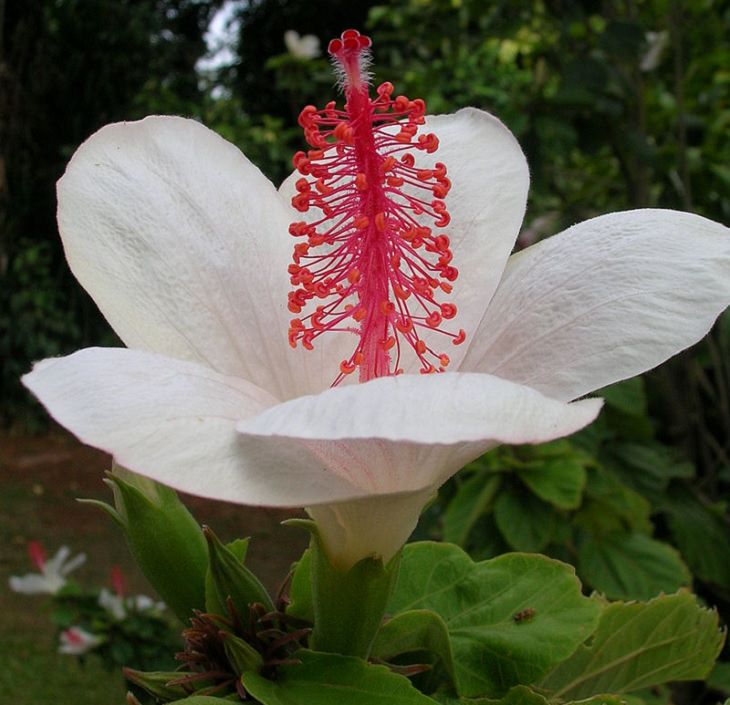 Las Flores Endémicas De Hawái Hibiscus waimeae
