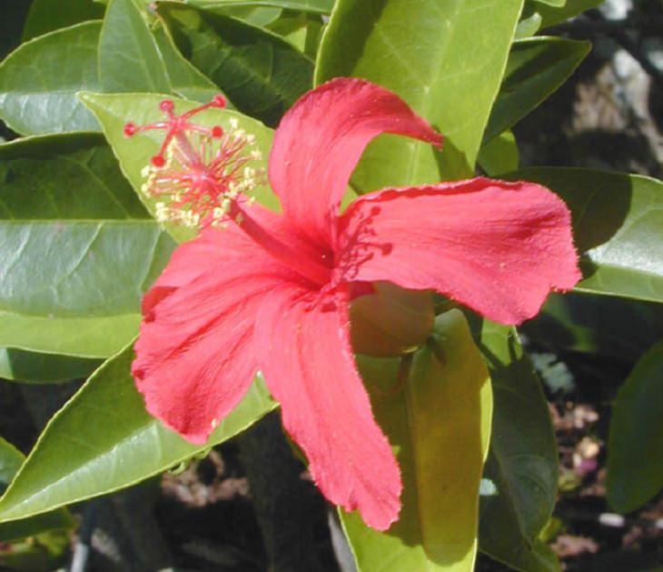 Las Flores Endémicas De Hawái Hibiscus clayi