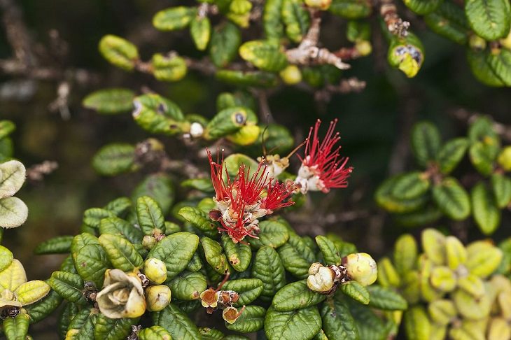 Las Flores Endémicas De Hawái Lehua papa (Metrosideros rugosa)