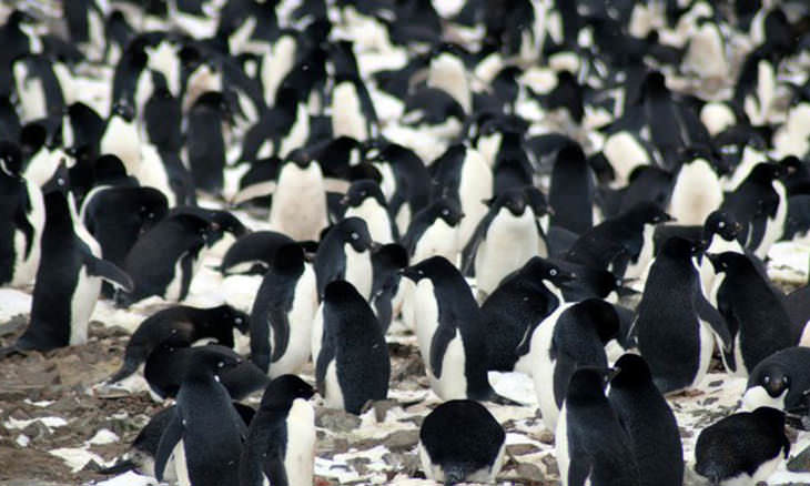 Colonia De Pingüinos Encontrada En La Antártida Acercamiento Pingüinos