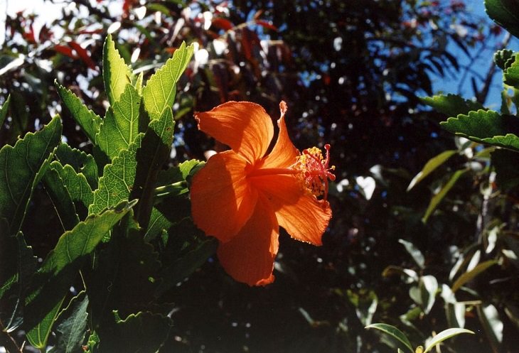 Las Flores Endémicas De Hawái Hibiscus kokio