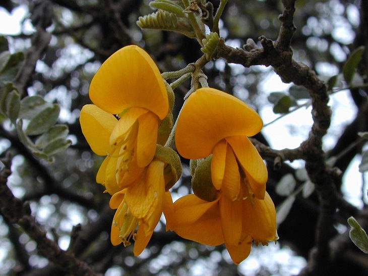 Las Flores Endémicas De Hawái Māmane (Sophora chrysophylla)