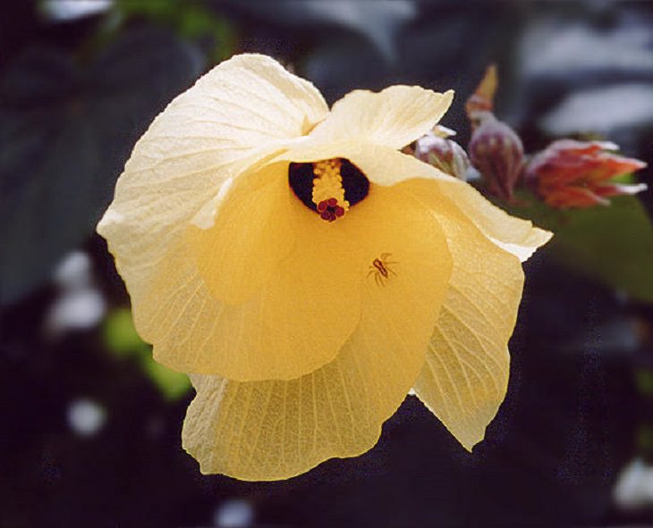 Las Flores Endémicas De Hawái Hibiscus tiliaceus