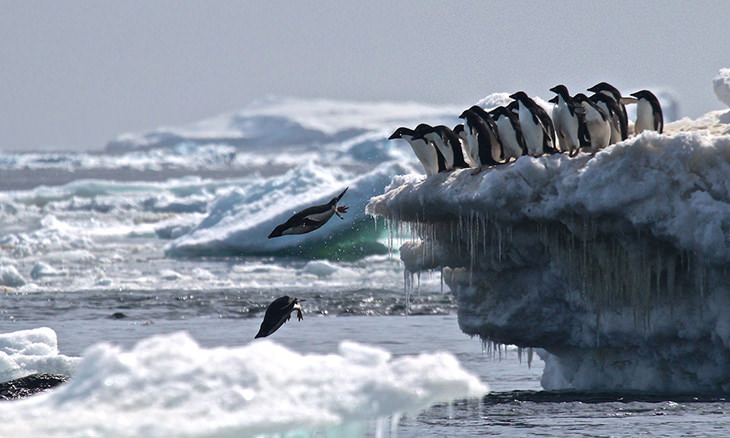 Colonia De Pingüinos En La Antártida Pingüinos nadando