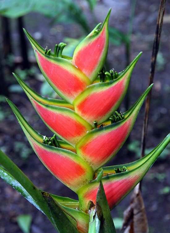 Las Flores Endémicas De Hawái Heliconia