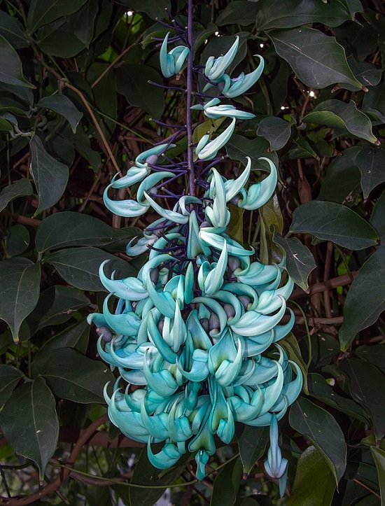 Las Flores Endémicas De Hawái Flor de jade azul (Strongylodon macrobotrys)