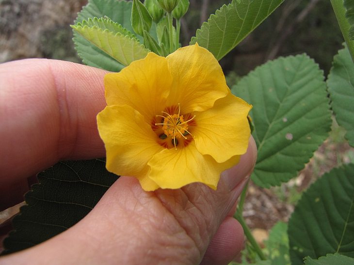 Las Flores Endémicas De Hawái  Flor ‘Ilima (Sida Fallax)
