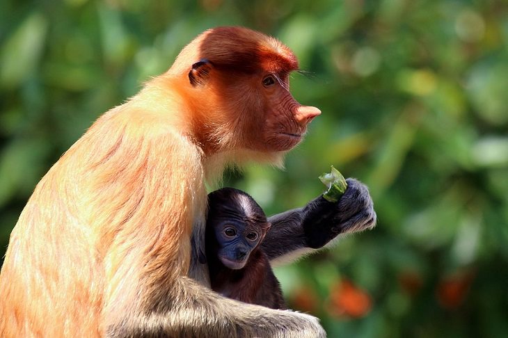  Imágenes de animales bebés raros y hermoso mono narigudo bebé