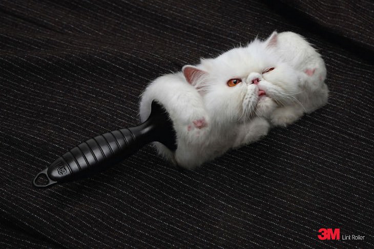 Anuncios divertidos de gatos, gato en forma de cepillo de pelusa
