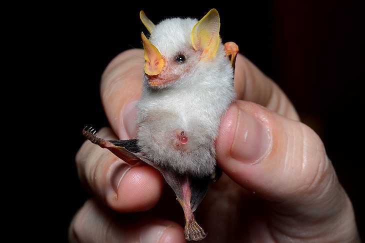 Murciélago blanco hondureño bebé