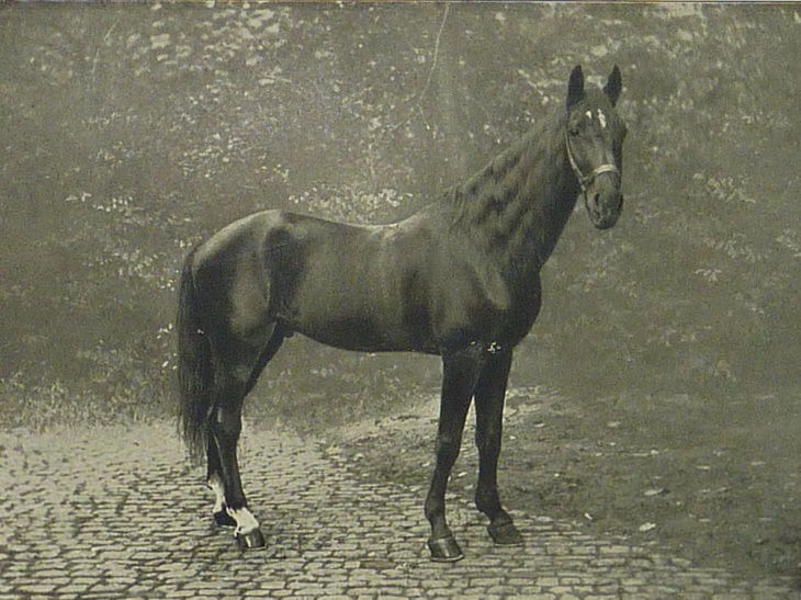 El caballo Hans (1910)