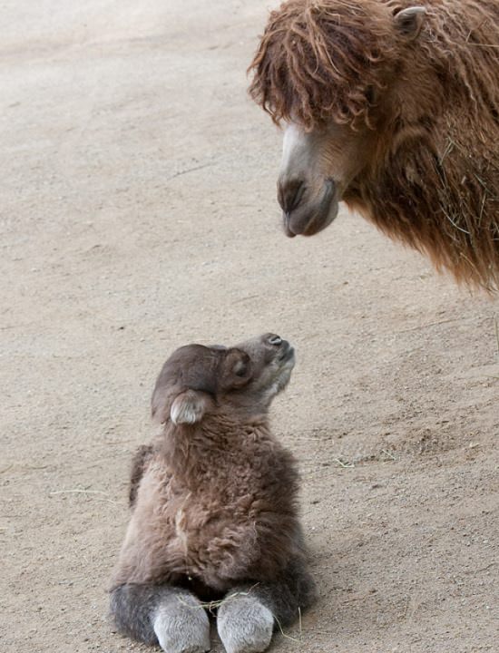  Imágenes de animales bebés raros y hermoso camello bactriano bebé