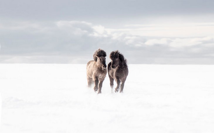 La Belleza De Islandia en 15 fotos caballos islandeses