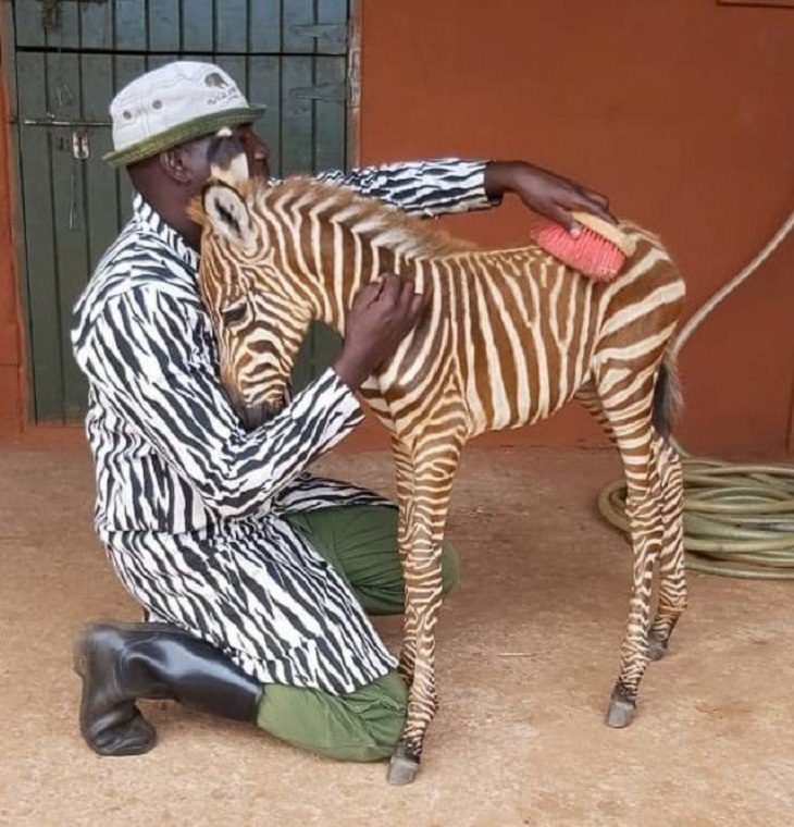  Un cuidador de zoológico usa ropa con estampados de cebra, para hacerse cargo de esta pequeña cebra que perdió a su madre, así logra un vínculo especial con ella