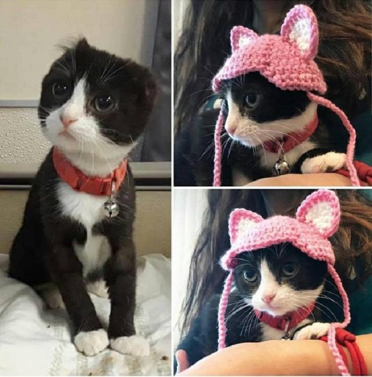 Antes de haber sido rescatada, a esta gatita le cortaron sus orejas, entonces su dueña adoptiva le tejió unas nuevas