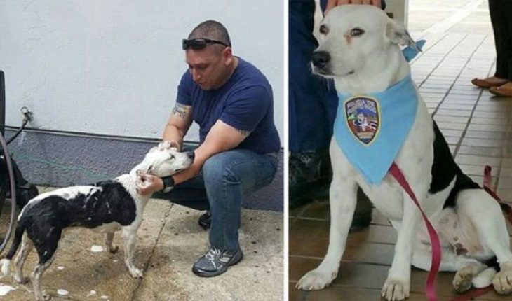 Este perrito callejero entró a la estación de policías y después se quedó para ser parte del equipo