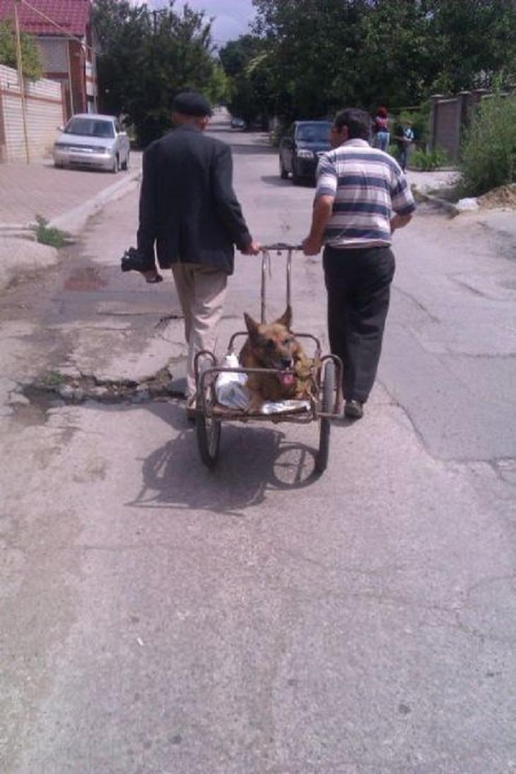 Divertidas Fotografías De La Vida Cotidiana En Rusia dos hombres llevan a un perro en un triciclo