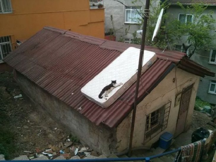 Divertidas Fotografías De La Vida Cotidiana En Rusia un gato en un colchón en el techo