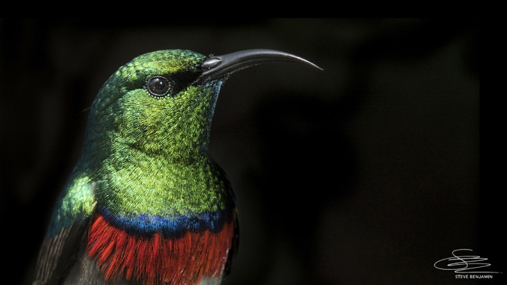 Fotos de aves solares de Steve Benjamin Una foto de primer plano de un ave del sur de doble collar