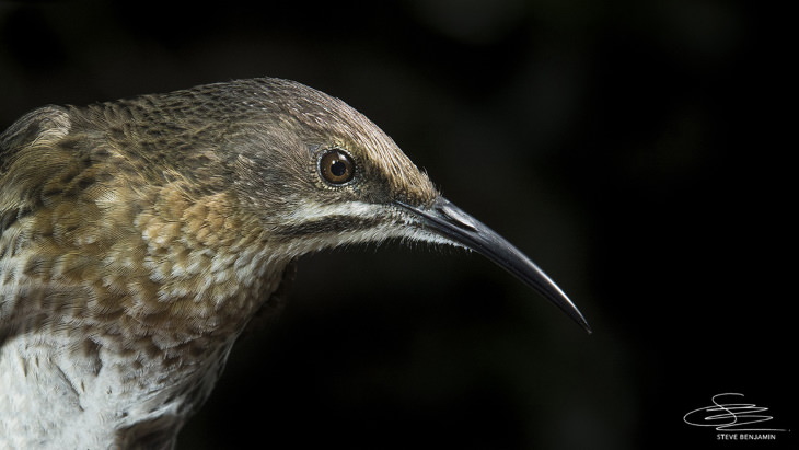 Fotos de aves solares de Steve Benjamin Camaroptera de espalda verde (Camaroptera Brachyura)