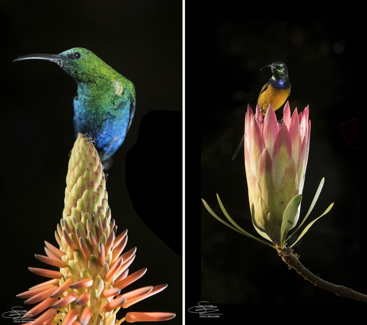 Fotos de aves solares de Steve Benjamin Izquierda: Malaquita que aterrizó en una Kniphofia Derecha: Un ave de pecho anaranjado sentado en una flor de Protea