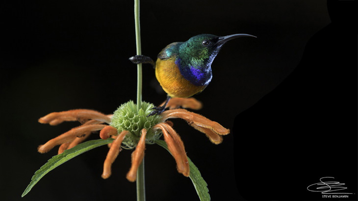 Fotos de aves solares de Steve Benjamin Un ave de pecho anaranjado posado en una flor