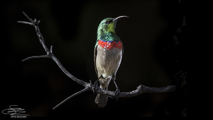 Fotos de aves solares de Steve Benjamin Ave de doble collar del sur 