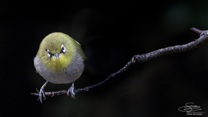 Fotos de aves solares de Steve Benjamin Camaroptera de espalda verde 