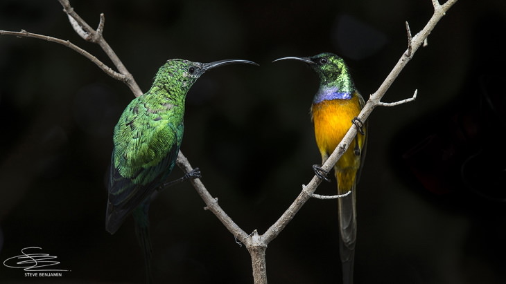 Fotos de aves solares de Steve Benjamin Malaquita (izquierda) y  un ave de pecho anaranjado (derecha) en una percha doble