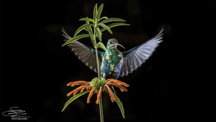 Fotos de aves solares de Steve Benjamin Malaquita extendiendo sus alas