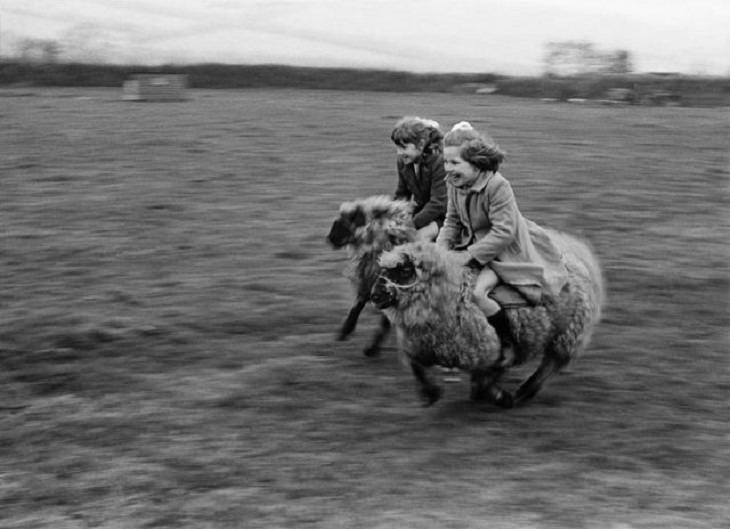 fotos antiguas Carrera de ovejas en una granja en el Reino Unido, 1969