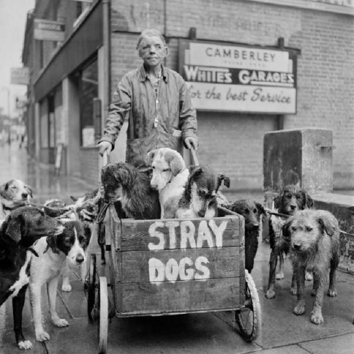 fotos antiguas Kate Ward, una famosa amante de los perros de Camberley, Reino Unido, posa con un grupo de perros callejeros que había rescatado y que estaba cuidando en 1967
