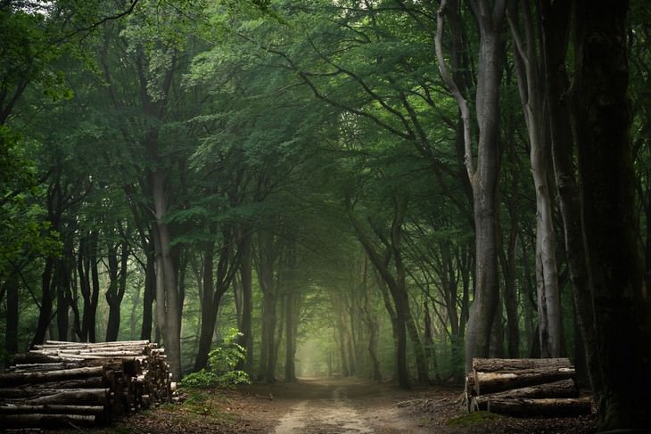 El Fascinante Bosque De Los Países Bajos Captado Por Albert Dros