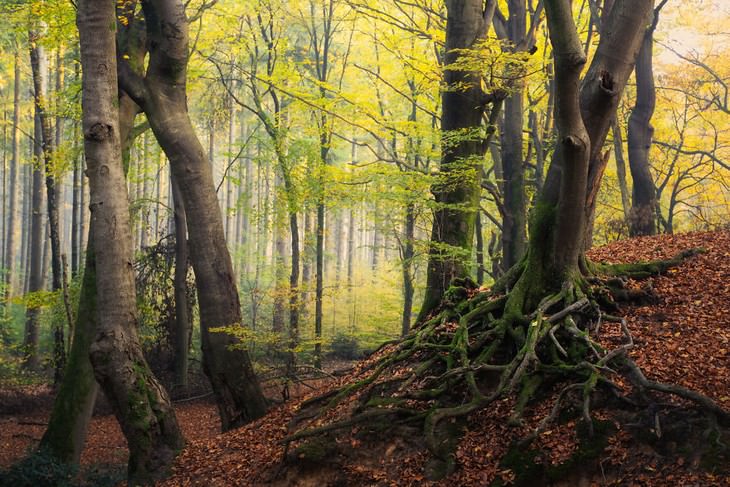 El Fascinante Bosque De Los Países Bajos Captado Por Albert Dros