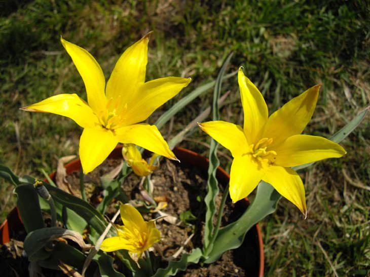 Diferentes tipos de tulipanes de todo el mundo  Tulipán de montaña de Altai