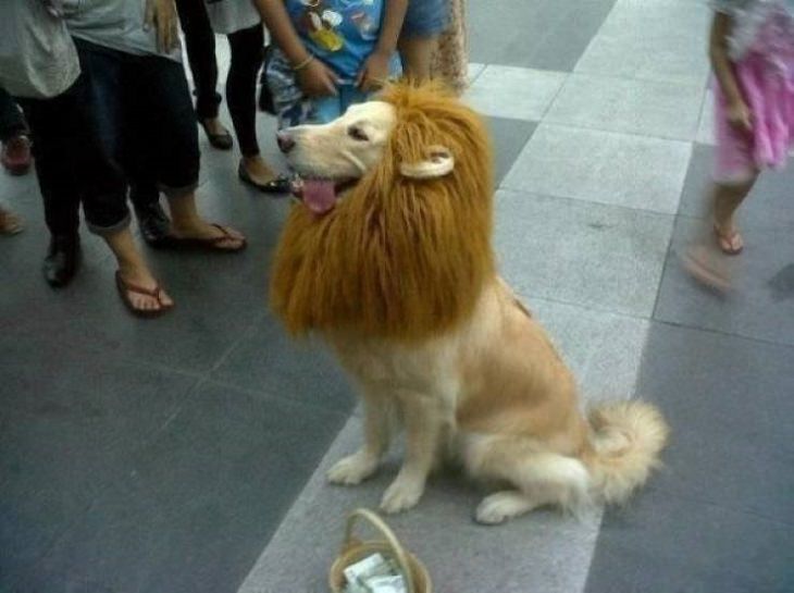Imágenes De Animales Captadas En Momentos Graciosos perro con disfraz de león