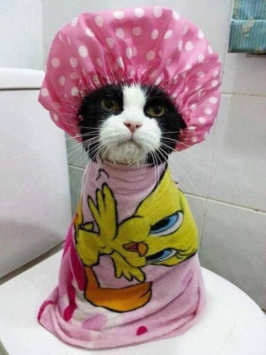 Imágenes De Animales Captadas En Momentos Graciosos gato con gorro de baño