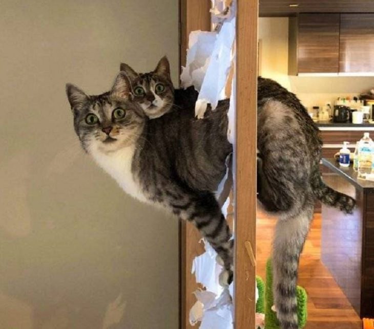 Imágenes De Animales Captadas En Momentos Graciosos gatos sorprendidos haciendo travesuras